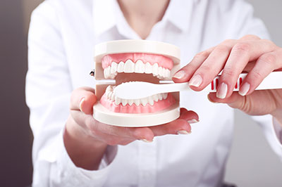 The image shows a person s hand holding a model mouth with teeth, which appears to be part of a dental hygiene demonstration or educational tool.